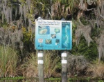 Silver Glen Springs
you can see the bottom the water is so clear and the temperature is 72* year around