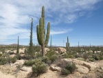 strange cactuses of Mexico - Catavina