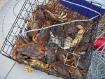 Good Day Crabbing