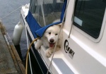 Keili (Samoyed on Curlew)