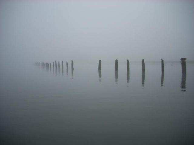 thru the fog.... (siuslaw river near cushman)