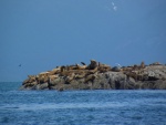 Stellar Sea Lions