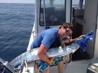 Sal Billfish.jpg