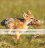 RedFox.jpg