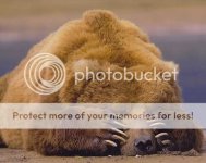 Bear.jpg