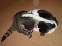 coon-cat.jpg