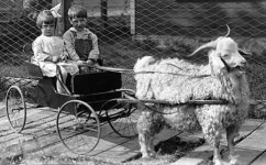 goat-cart.jpg