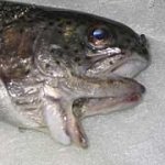 fish-inside.jpg