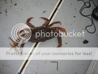 crab020.jpg