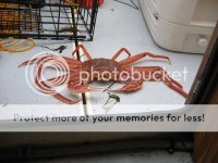 crab019.jpg