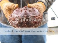 crab012.jpg