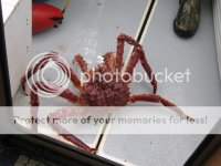 crab011.jpg