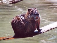 250px-Myocastor_coypus3.jpg