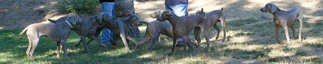 dogparty-04.preview.jpg