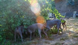 dogparty-08.preview.jpg