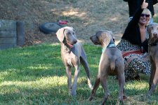 dogparty-05.preview.jpg