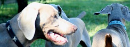 dogparty-01.preview.jpg