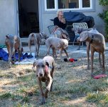 dogparty-10.preview.jpg