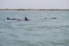 DSC_0085.jpg