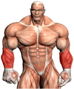 exercises-forearms.gif