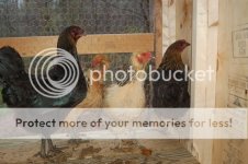 Chickens013.jpg