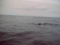 Whale_3.jpg