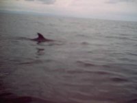 Whale_2.jpg