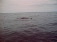 Whale_1.jpg