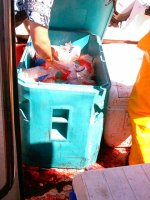 Tuna_blood_2.sized.jpg Tuna_blood_2.sized.jpg
