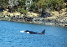 Da_Whale_Pic.sized.jpg