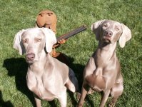 guard_dogs.sized.jpg