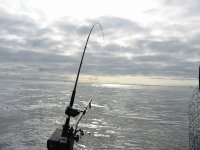 Downriggin_C_R_Buoy.sized.jpg