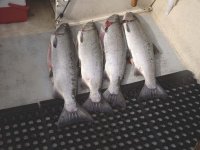 9_8_03_Coho.jpg