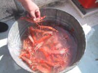 San_Juan_Shrimp_1st_Pull.jpg