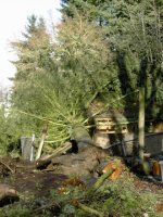 Tree_2_1.sized.jpg