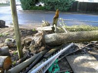 Tree_2_more_fence_damage.sized.jpg