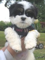 Baxter_Being_Shown_Off_7_4_06.sized.jpg