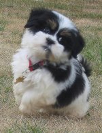 Baxter_running.sized.jpg