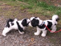Baxter_Gives_Sophie_a_Kiss_at_Sequim_9_30_06.sized.jpg