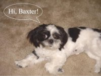 Hi_Baxter.sized.jpg