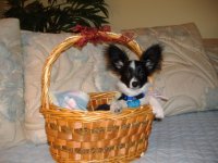 DabberInBasket.sized.jpg