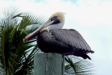 Pelican2E.jpg