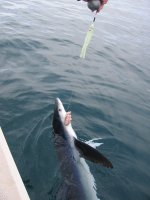 fishing_blue_shark_2.jpg