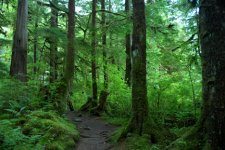 Forest1E.jpg
