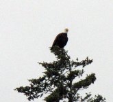 Eagle3E.jpg