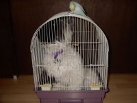 Sophie_bird.jpg