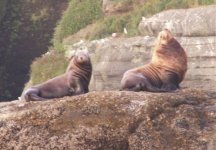 Sea_Lions_Cape_Flattery_8_11_07.sized.jpg