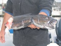 Half_a_sable_fish.sized.jpg