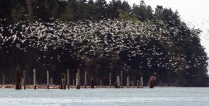 SwarmSeagullsE.jpg