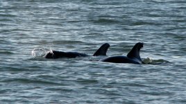 DolphinsE_001.jpg